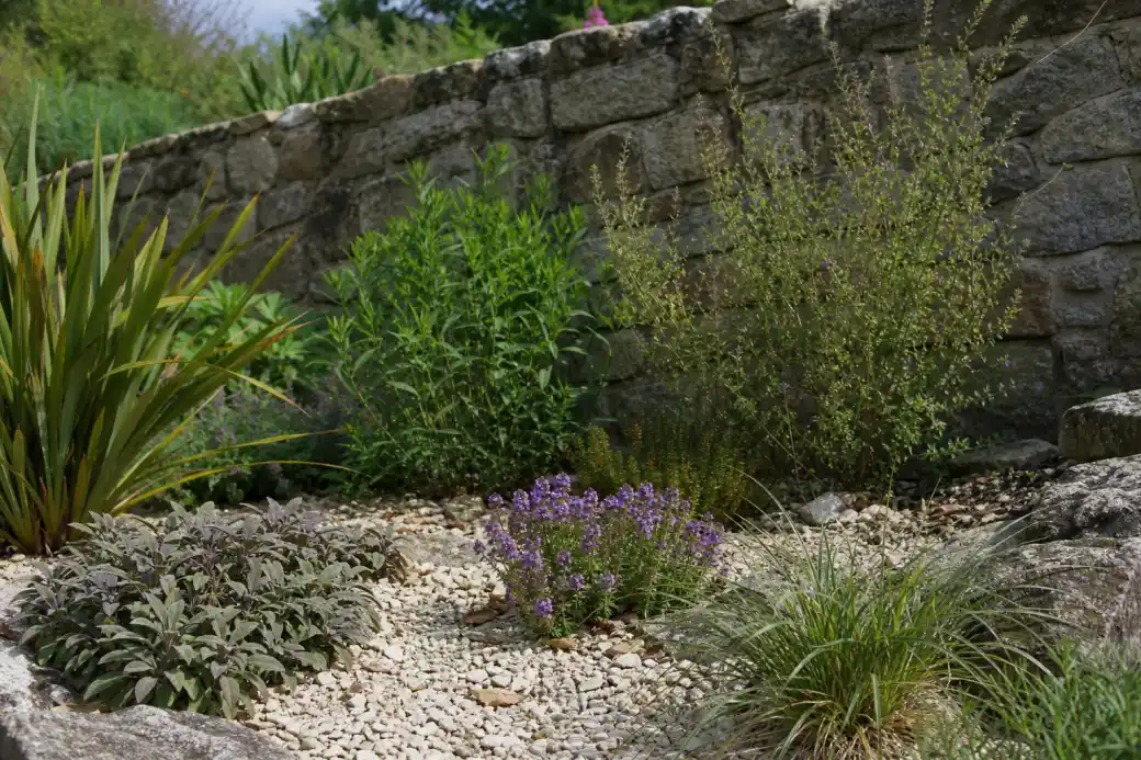 Jardin méditerranéanisant sur sol drainant à Condé-sur-Sarthe, massifs de plantes rustiques et paillage minéral près d'un vieux muret de granite d'ancienne carrière.