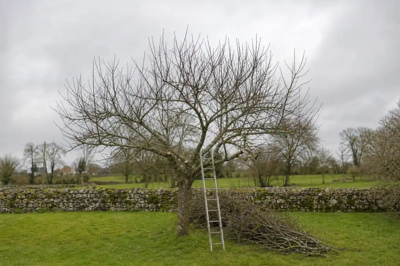 Pommier de jardin fraîchement taillé dans un jardin du bocage alençonnais, silhouette aérée sur ciel d'hiver doux et gris, coupes propres visibles, échelle appuyée contre le tronc, billons rangés au pied, muret de granit en arrière-plan.