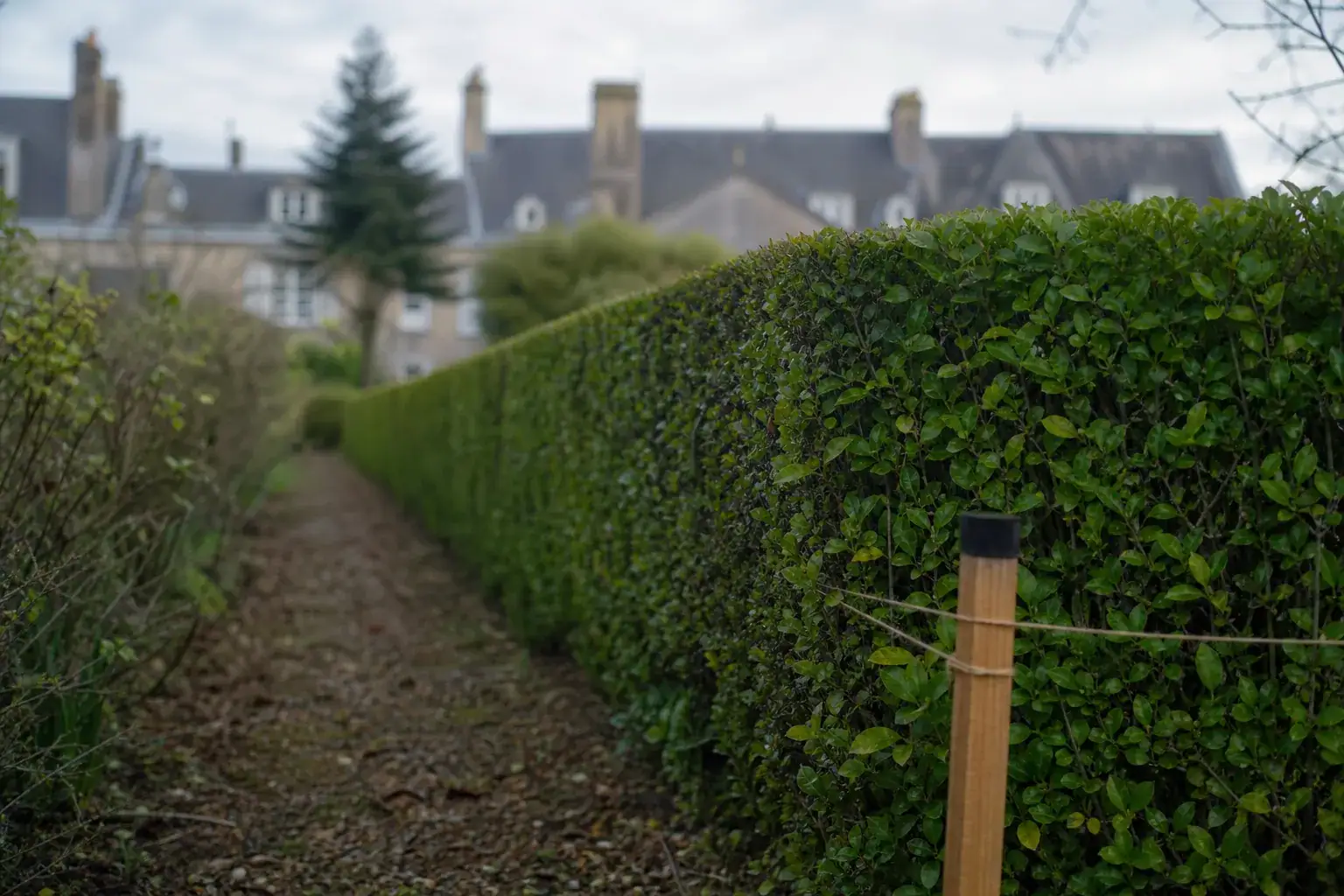 Haie de charmille taillée au carré le long d'une allée de jardin alençonnais, ligne de coupe parfaitement droite fuyant vers le fond, cordeau et piquets encore en place au premier plan, façade de maison normande floue à l'arrière, lumière douce et humide.
