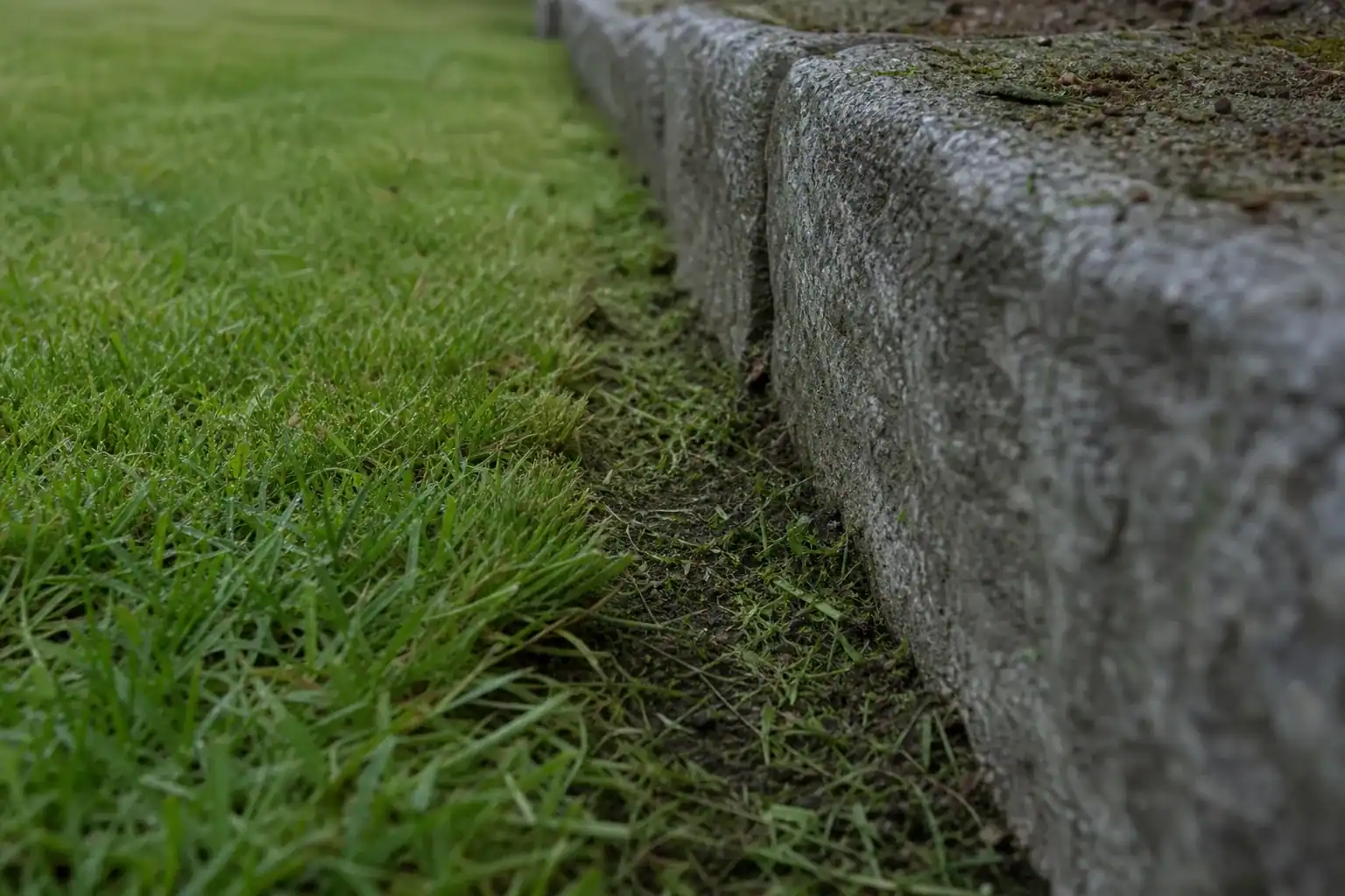 Gros plan sur la lisière entre pelouse tondue et muret de granit : coupe nette au coupe-bordures, brins d'herbe encore frais, sol légèrement humide.